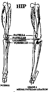 Diagram of Pelvic Limbs
